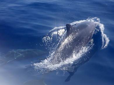 Dolphin Watching Cruise