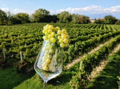 World of Lugana Wines Tour at Lake Garda