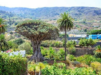 Ganztägige private Minivan-Tour durch den Nordwesten Teneriffas mit Mittagessen