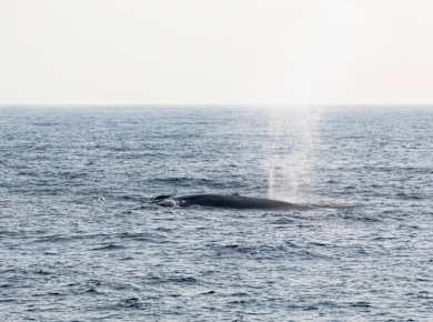 São Miguel Whale & Dolphin Watching Catamaran Tour