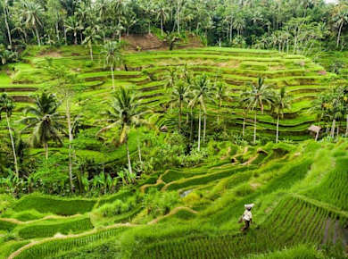 Surface of Ubud private full-day tour