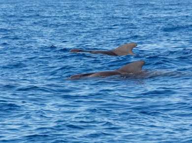 Delphinbeobachtungstour auf Fuerteventura ab Corralejo