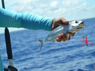 El Cid Marina Deep Sea Fishing Experience