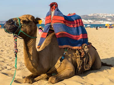 Geführte Tour durch Tanger und Gibraltar ab Sevilla, 2 Tage