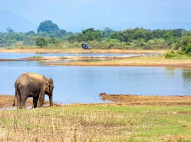 Udawalawe National Park 4x4 Safari mit Elephant Transit Home