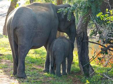 Yala National Park 4x4 Safari with a Local Guide