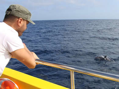 Lanzarote Dolphin Watching Mini Cruise