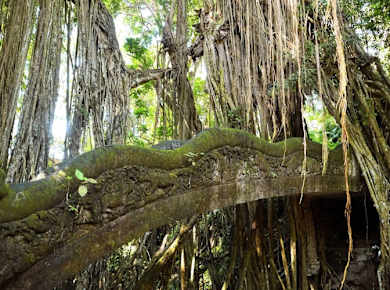 Design Your Day in Bali