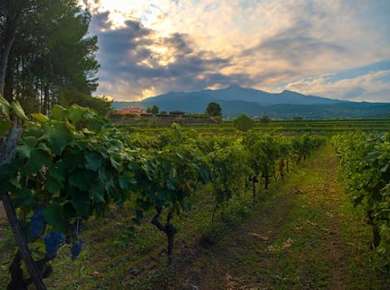 Etna wine tour and tasting