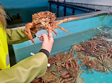 Führung durch den Fischereihafen und Besuch einer Muschelzucht