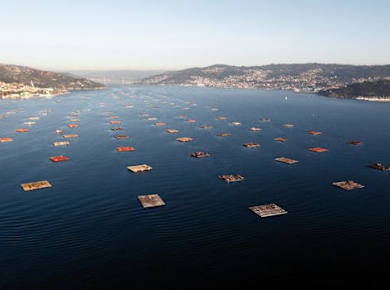 Katamarantour durch die Mündung von Vigo mit Muschelverkostung und Wein