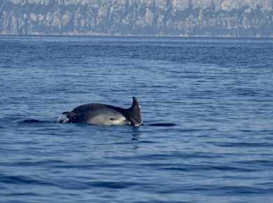 Bados to Figarolo dolphin-watching experience with a marine biologist
