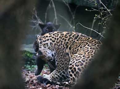 Eintrittskarte für den ARTIS Amsterdam Royal Zoo