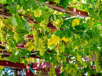 Full-Day Crete wine tasting and 4x4 off-road experience