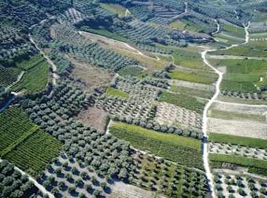 Führung durch das Weingut Douloufakis und den Weinberg Asimiri mit Verkostungen