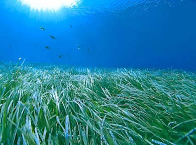 Guided snorkelling to discover the posidonia meadows