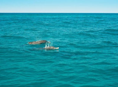 Delfintour bei Sonnenuntergang mit dem Schnellboot und Transfer
