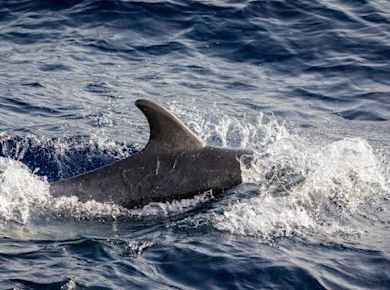 Dolphin spotting speedboat tour – ticket only