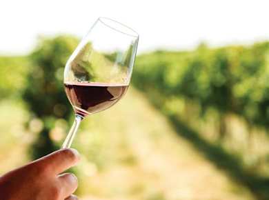 Epirus Wine Tasting  & Cooking Experience