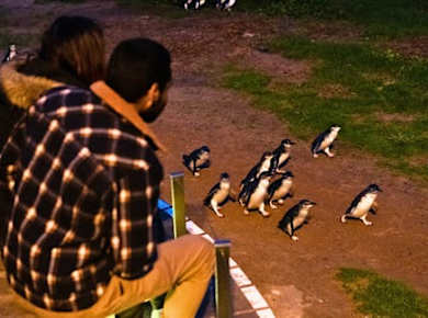 Geführte Penguin Parade Express-Tour ab Melbourne