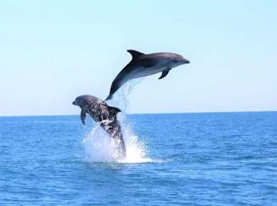 Bootstour und Delfinbeobachtung