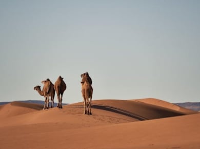 Geführte Tour nach Douz, Matmata und Toujane ab Djerba oder Zarzis mit dem Jeep