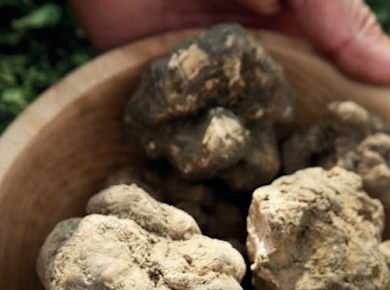 Truffle hunting and bitter tastings with light lunch close to Noto
