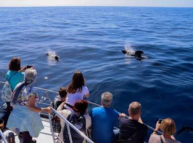 Flipper-Tour mit Walbeobachtung und Lava-Delta