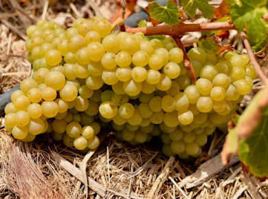 Fuerteventura private guided wine-tasting at Conatvs Winery