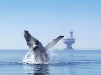 Tadoussac whale watching cruise
