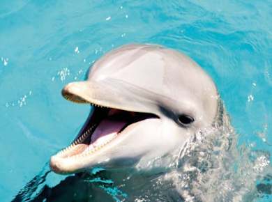 Delphin-Silberschwimmen im Dolphin Discovery