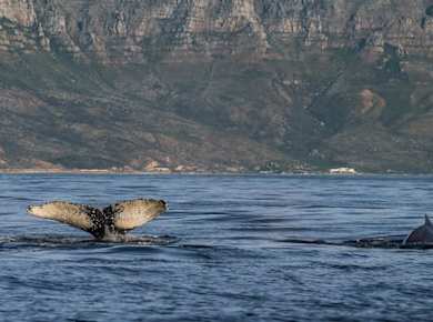 Whale watching boat cruise from Cape Town