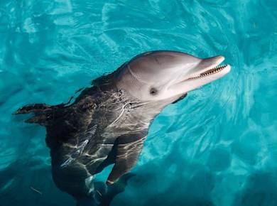 Puerto Aventuras dolphin connection program ticket