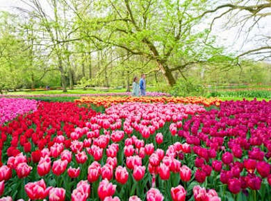 Keukenhof Entrance Tickets with Transfer and Bus Audio Guide