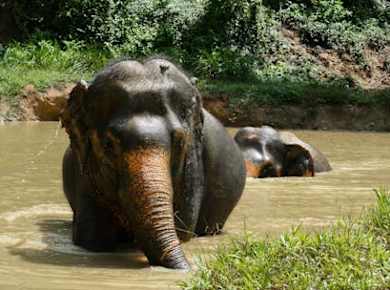 Morning guided tour at hidden forest elephant reserve in Chalong