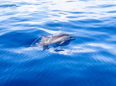 Flipper Whale Watching Morning Boat Trip Ticket