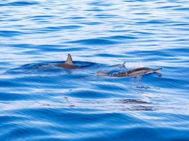 Flipper Whale Watching Boat Trip Ticket