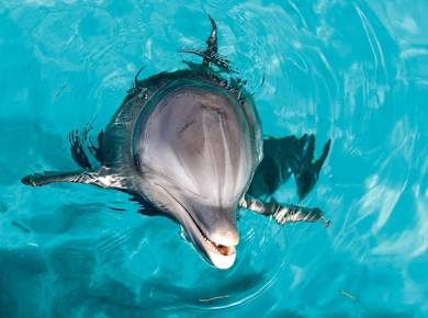 Isla Mujeres Royal Connection Program ticket
