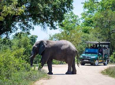 Kruger National Park morning safari from Hazyview