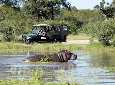 Kruger National Park afternoon safari from Hazyview