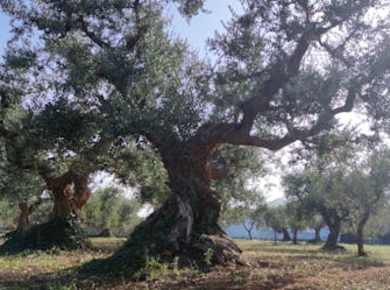 Besichtigung und Verkostung von Olivenöl im Itria-Tal