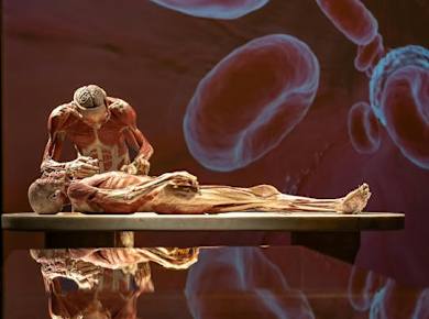 BODY WORLDS & Der Kreislauf des Lebens Ausstellung in Chemnitz