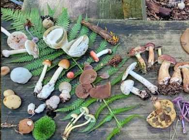 Geführte Wanderung zur Pilzsuche in der Lüneburger Geest