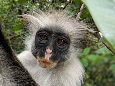Zanzibar Jozani Forest and Prison Island private tour
