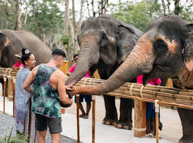Phuket half-day elephant conservation and feeding experience