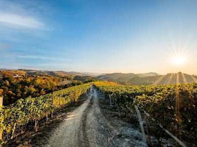 Langhe's wine tour with Nebbiolo, Barbaresco, and Barolo tasting