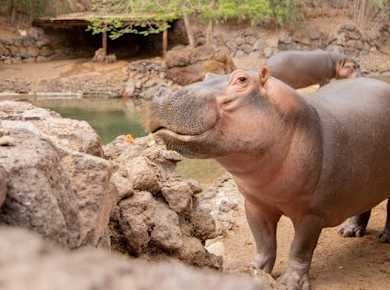 Oasis Wildlife Fuerteventura Ticket