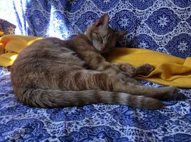 Kalendertest für SI