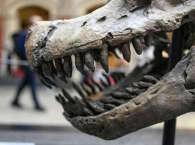 Ticket für eine Audioführung im Museum für Naturkunde Berlin