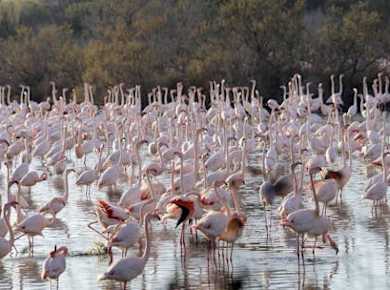 Bootstour durch die Natur der Albufera mit Mahlzeit